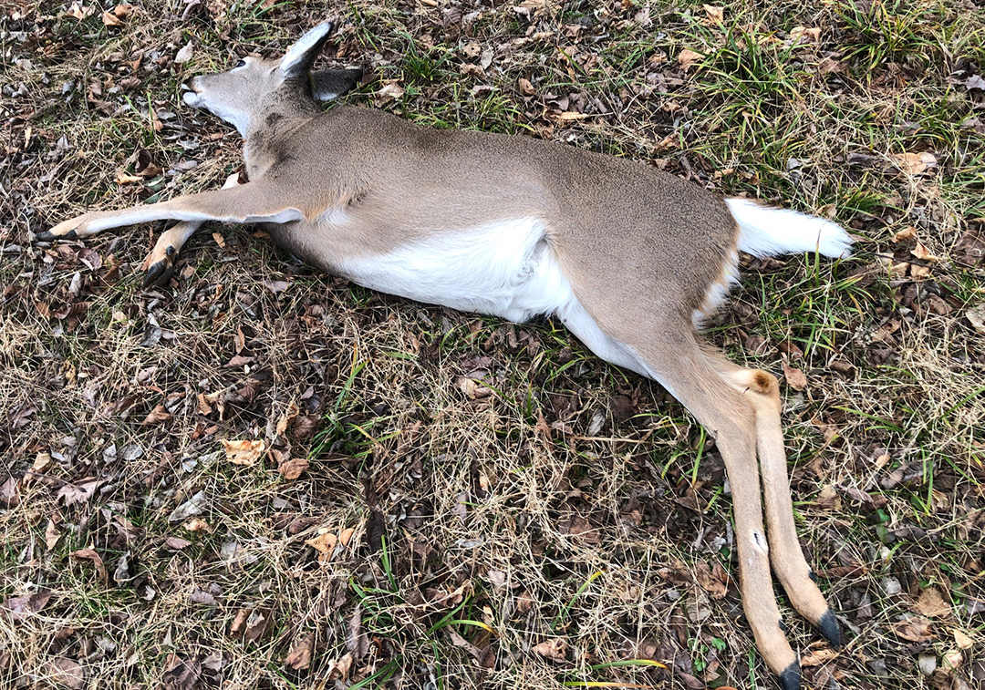 Starting the New Year Off with some Doe! - The Faithful Sportsman